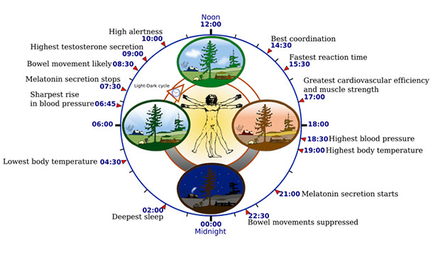 1405369590-beginners-guide-getting-better-sleep-circadian-rhythm